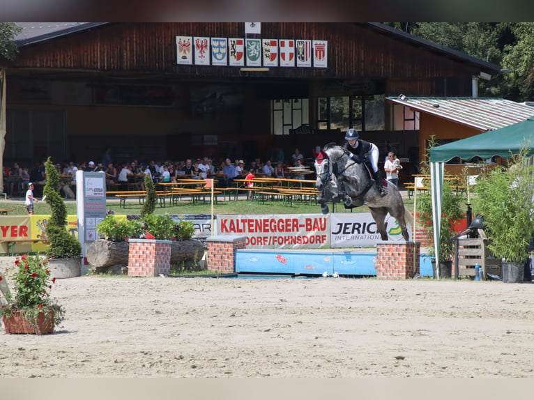 Österreichisches Warmblut Stute 9 Jahre 173 cm Schimmel in Linz