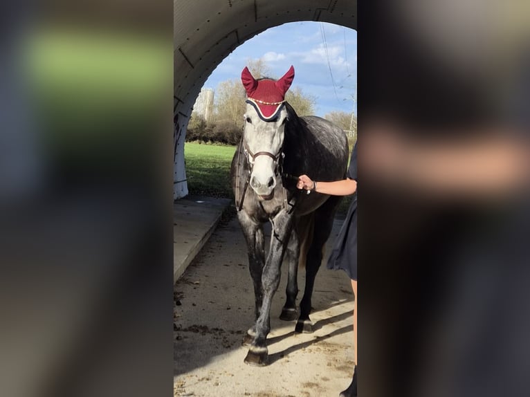 Österreichisches Warmblut Stute 9 Jahre 177 cm Schimmel in Dietenheim