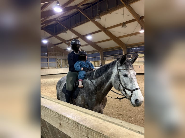 Österreichisches Warmblut Stute 9 Jahre 177 cm Schimmel in Dietenheim