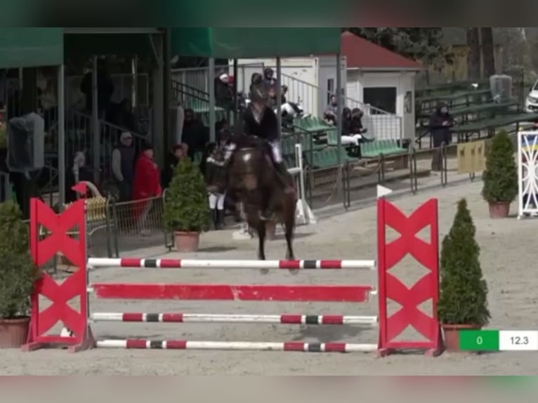 Österreichisches Warmblut Stute 9 Jahre Dunkelbrauner in Nowy Świat