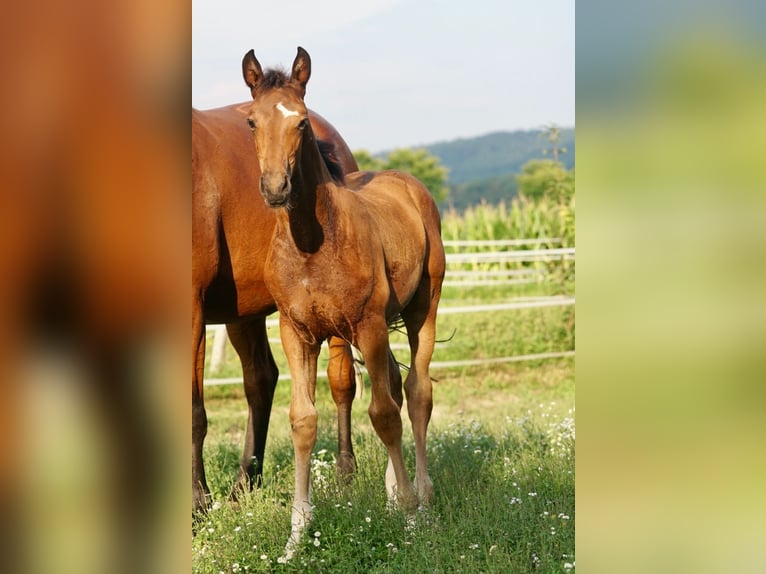 Österreichisches Warmblut Stute Fohlen (05/2025) 167 cm Brauner in Villach