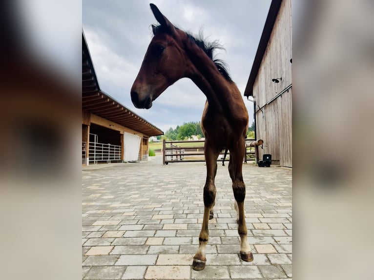 Österreichisches Warmblut Stute Fohlen (04/2026) 168 cm Brauner in Kronegg