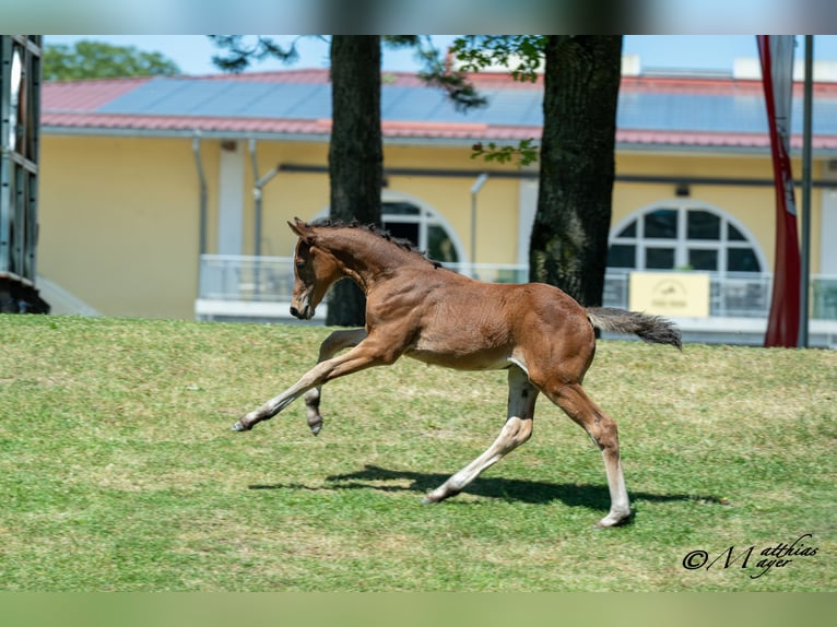 Österreichisches Warmblut Stute Fohlen (05/2025) 168 cm Kann Schimmel werden in Mettmach