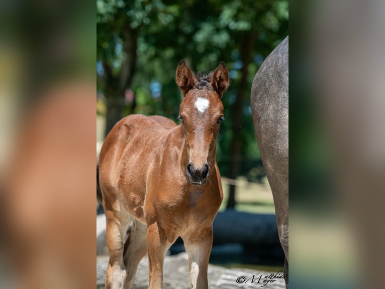Österreichisches Warmblut Stute Fohlen (05/2025) 168 cm Kann Schimmel werden in Mettmach