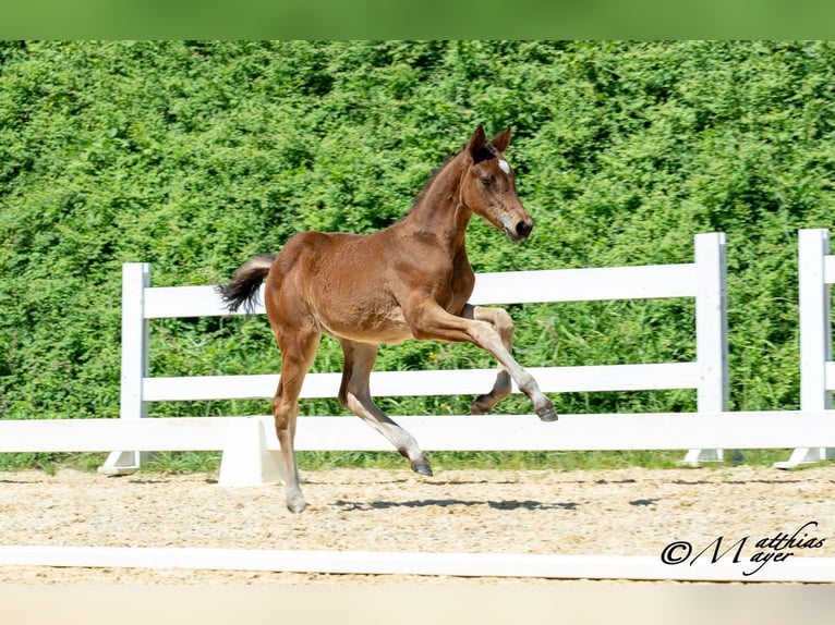 Österreichisches Warmblut Stute Fohlen (05/2025) 168 cm Kann Schimmel werden in Mettmach