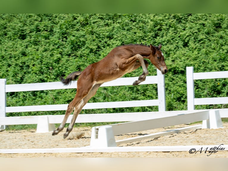 Österreichisches Warmblut Stute Fohlen (05/2025) 168 cm Kann Schimmel werden in Mettmach