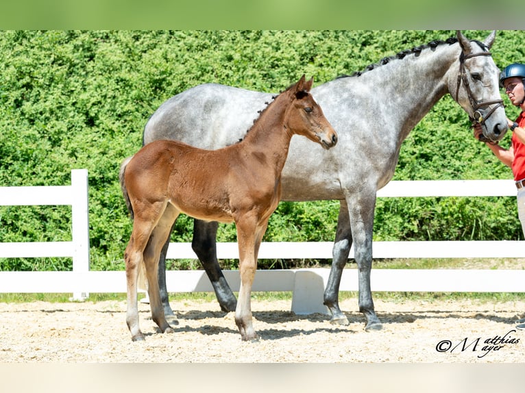 Österreichisches Warmblut Stute Fohlen (05/2025) 168 cm Kann Schimmel werden in Mettmach