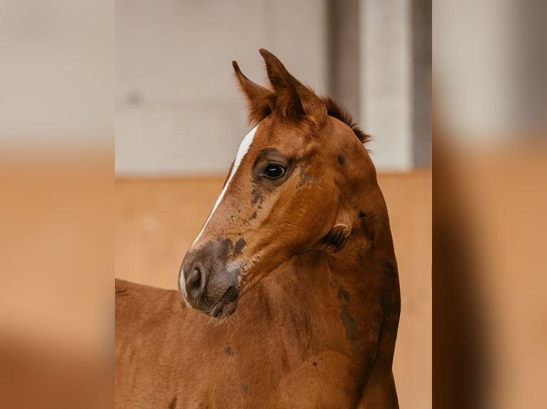 Österreichisches Warmblut Stute Fohlen (06/2024) 169 cm Fuchs in Unterpetersdorf