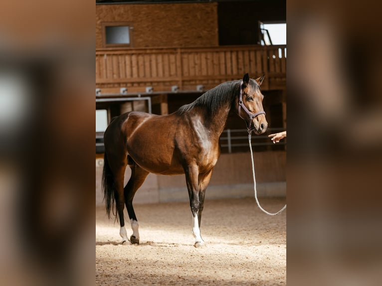 Österreichisches Warmblut Stute Fohlen (07/2026) 170 cm Brauner in Lassing