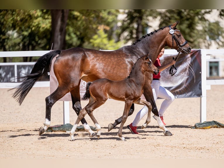 Österreichisches Warmblut Stute Fohlen (07/2026) 170 cm Brauner in Lassing
