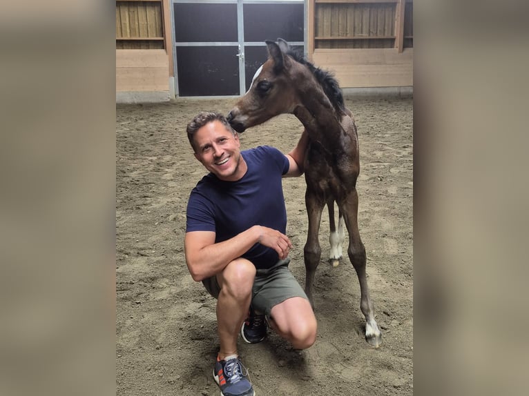 Österreichisches Warmblut Stute Fohlen (07/2026) 170 cm Brauner in Lassing