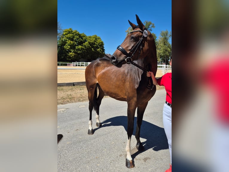Österreichisches Warmblut Stute Fohlen (07/2026) 170 cm Brauner in Lassing