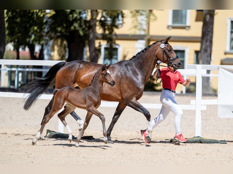 Österreichisches Warmblut Stute Fohlen (07/2026) 170 cm Brauner in Lassing