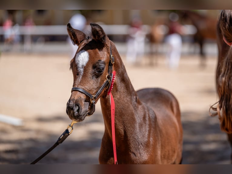 Österreichisches Warmblut Stute Fohlen (07/2026) 170 cm Brauner in Lassing