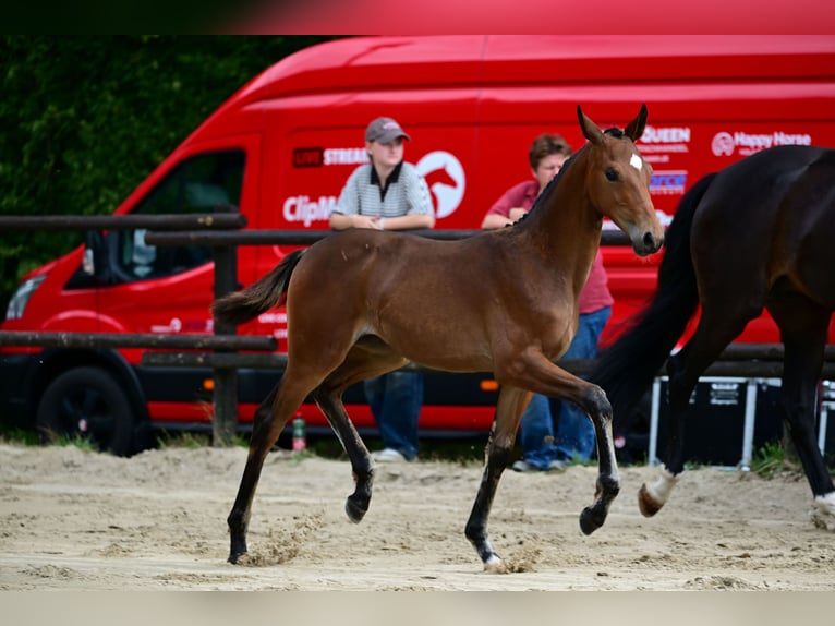 Österreichisches Warmblut Stute Fohlen (05/2026) 170 cm Brauner in St. Georgen