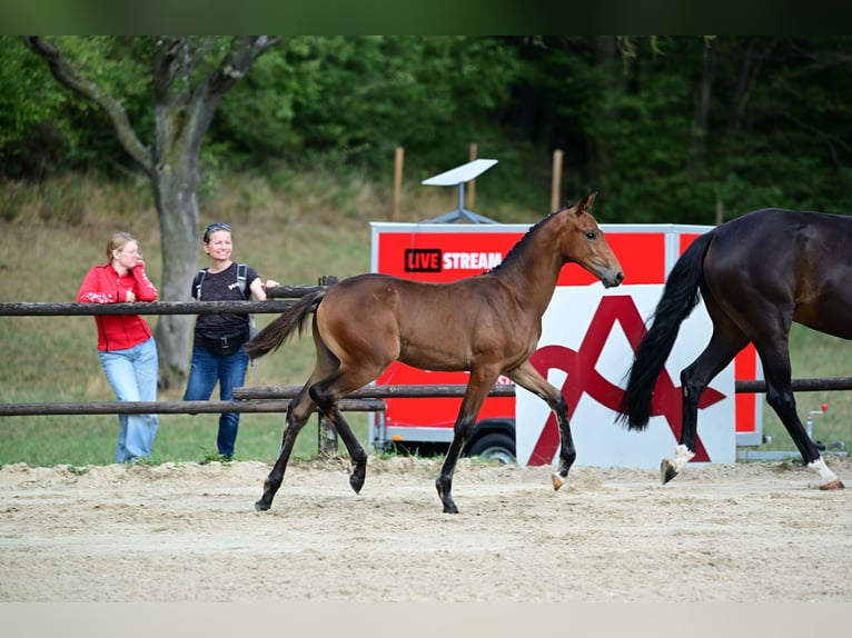 Österreichisches Warmblut Stute Fohlen (05/2026) 170 cm Brauner in St. Georgen