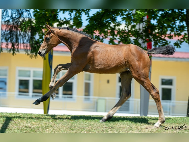 Österreichisches Warmblut Stute Fohlen (04/2025) 170 cm Brauner in Mehrnbach