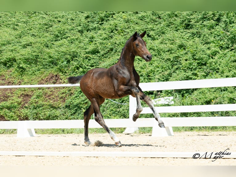 Österreichisches Warmblut Stute Fohlen (03/2025) 170 cm Dunkelbrauner in Mehrnbach