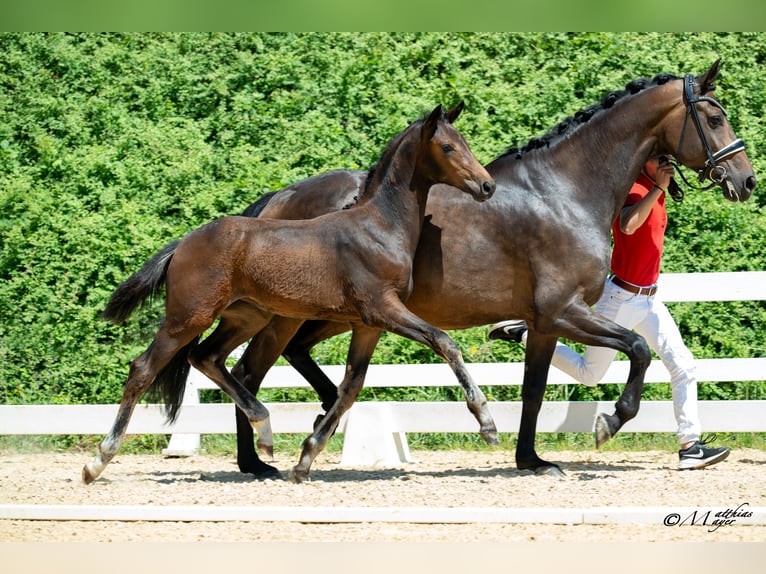 Österreichisches Warmblut Stute Fohlen (03/2025) 170 cm Dunkelbrauner in Mehrnbach