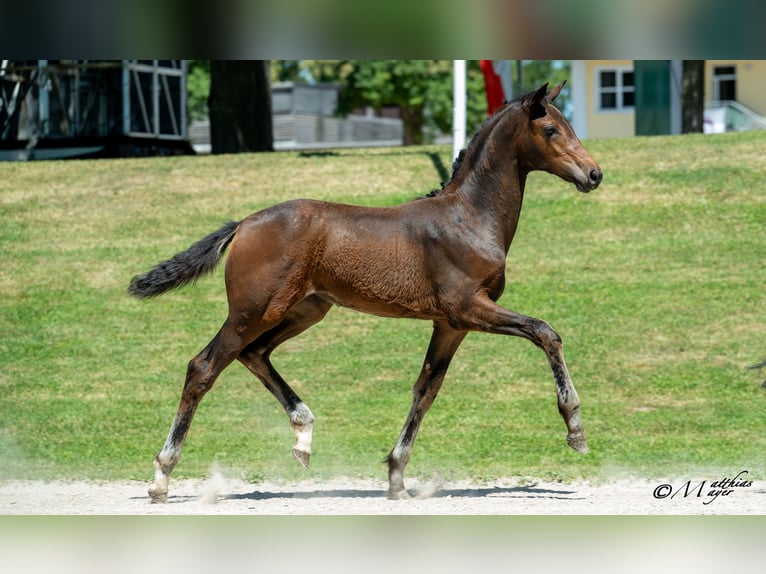 Österreichisches Warmblut Stute Fohlen (03/2025) 170 cm Dunkelbrauner in Mehrnbach