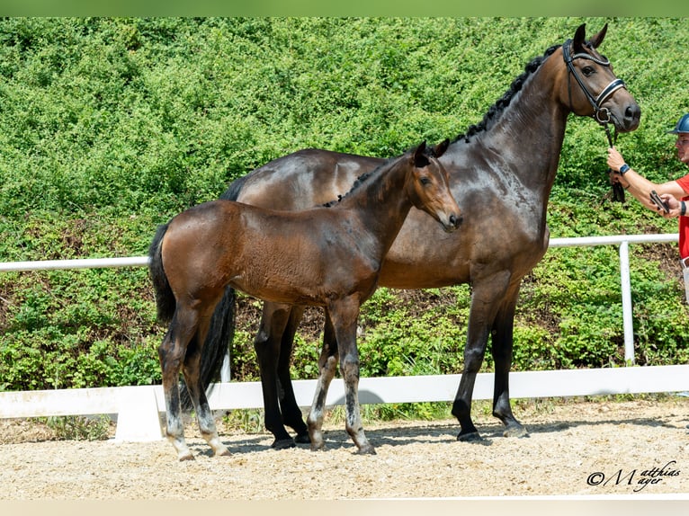 Österreichisches Warmblut Stute Fohlen (03/2025) 170 cm Dunkelbrauner in Mehrnbach