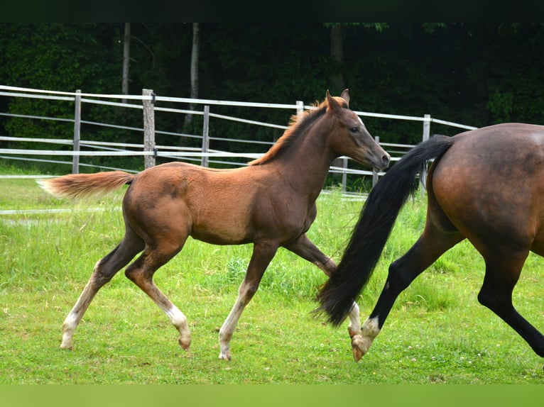 Österreichisches Warmblut Stute  170 cm Dunkelfuchs in Gleisdorf