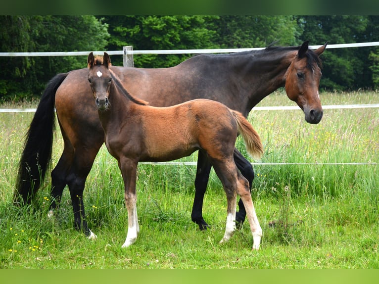 Österreichisches Warmblut Stute  170 cm Dunkelfuchs in Gleisdorf