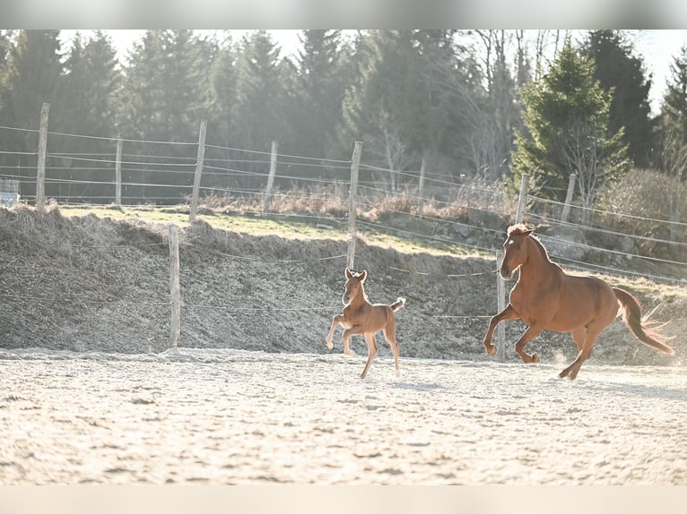 Österreichisches Warmblut Stute  170 cm Dunkelfuchs in Kronegg