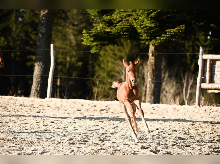 Österreichisches Warmblut Stute  170 cm Dunkelfuchs in Kronegg