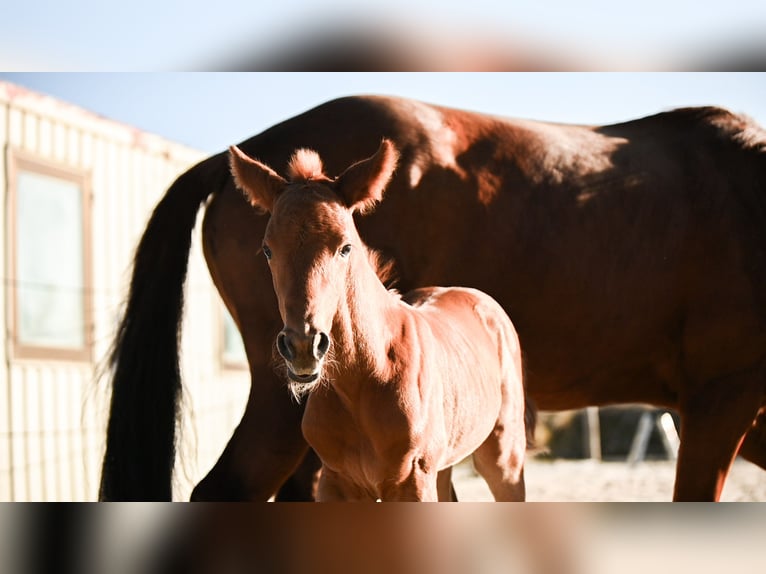 Österreichisches Warmblut Stute  170 cm Dunkelfuchs in Kronegg
