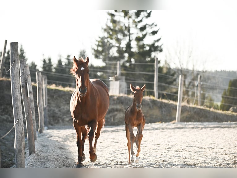 Österreichisches Warmblut Stute  170 cm Dunkelfuchs in Kronegg