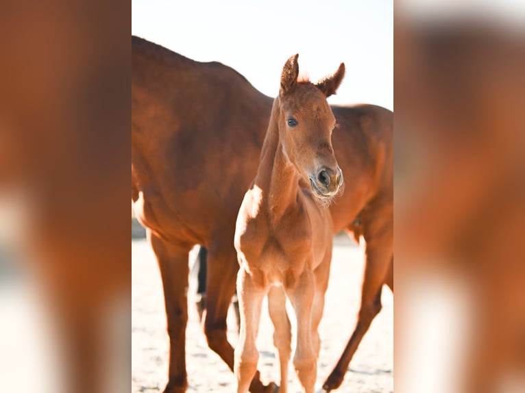 Österreichisches Warmblut Stute  170 cm Dunkelfuchs in Kronegg