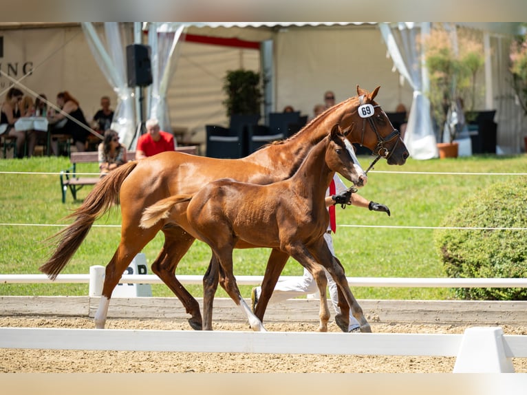 Österreichisches Warmblut Stute Fohlen (04/2024) 170 cm Dunkelfuchs in Ligist