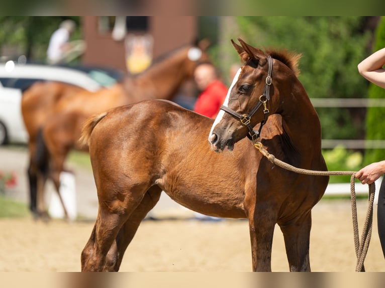 Österreichisches Warmblut Stute Fohlen (04/2024) 170 cm Dunkelfuchs in Ligist