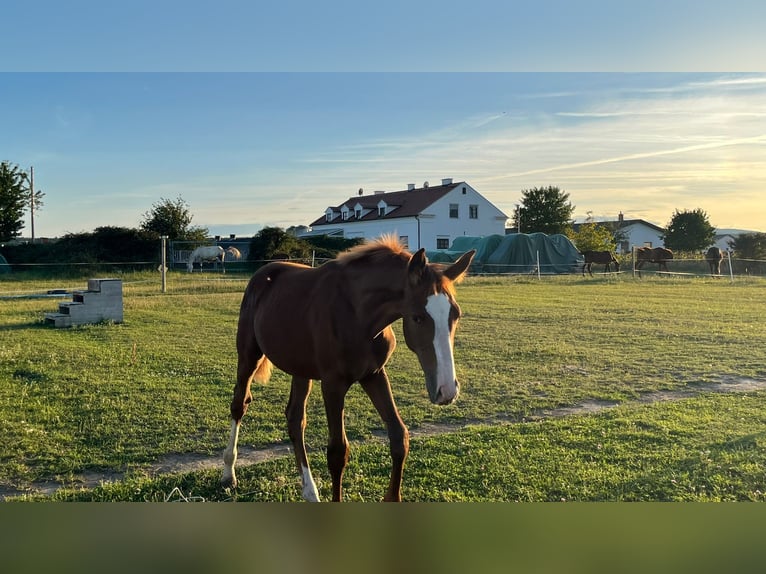 Österreichisches Warmblut Stute Fohlen (04/2025) 170 cm Fuchs in Dra&#xDF;markt