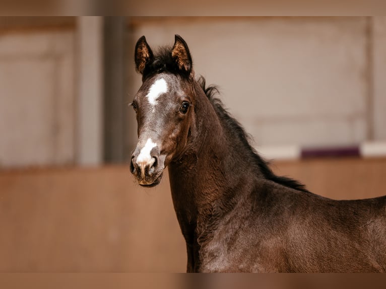 Österreichisches Warmblut Stute Fohlen (03/2026) 170 cm Rappe in Unterpetersdorf