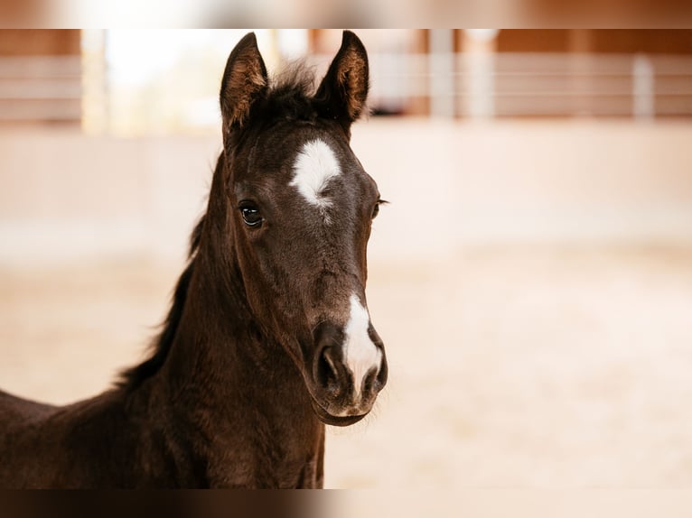 Österreichisches Warmblut Stute Fohlen (03/2026) 170 cm Rappe in Unterpetersdorf