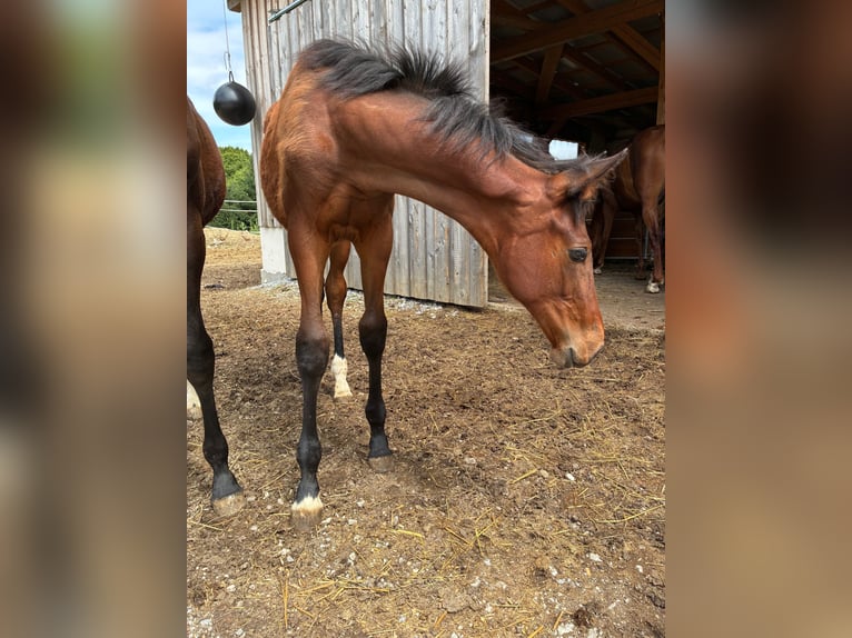 Österreichisches Warmblut Stute  172 cm Brauner in Krumau am Kamp