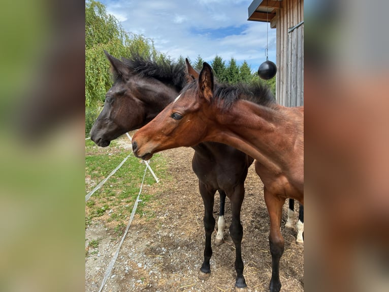 Österreichisches Warmblut Stute  172 cm Brauner in Krumau am Kamp