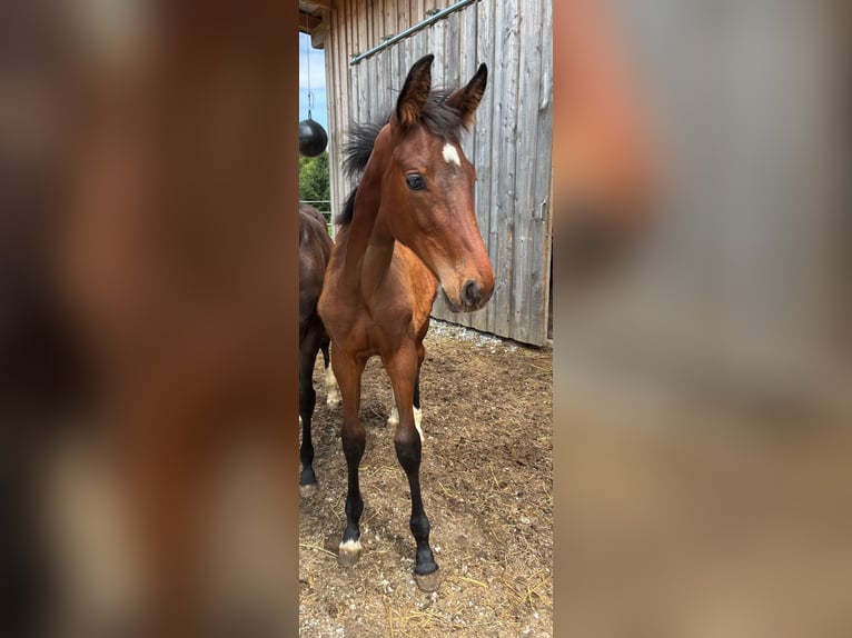 Österreichisches Warmblut Stute  172 cm Brauner in Krumau am Kamp