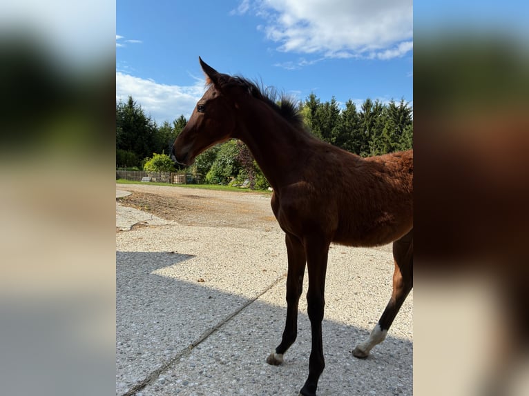 Österreichisches Warmblut Stute  172 cm Brauner in Krumau am Kamp