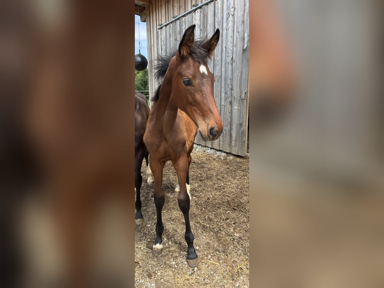 Österreichisches Warmblut Stute  172 cm Brauner in Tiefenbach