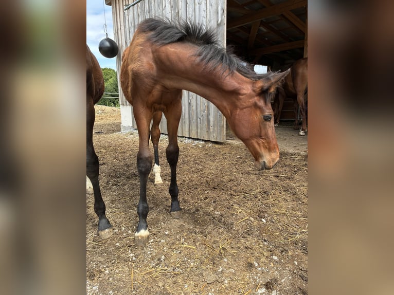 Österreichisches Warmblut Stute  172 cm Brauner in Tiefenbach