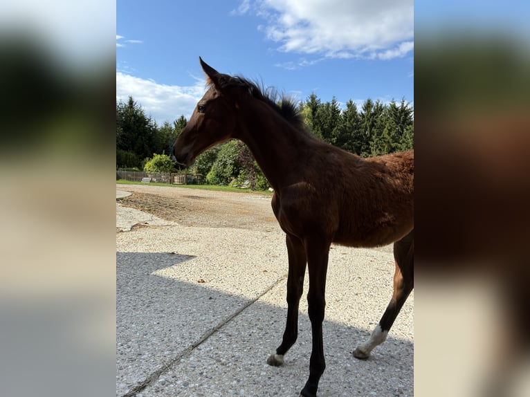 Österreichisches Warmblut Stute  172 cm Brauner in Tiefenbach