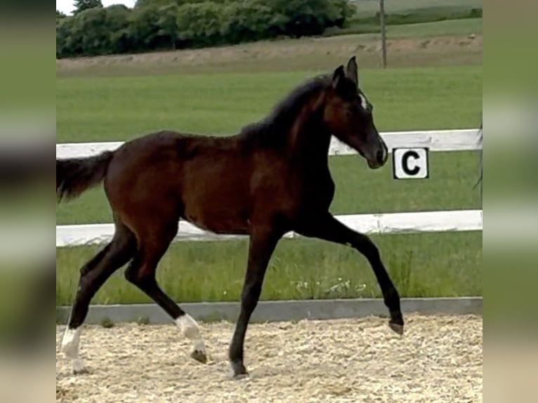 Österreichisches Warmblut Stute  172 cm Dunkelbrauner in Tiefenbach