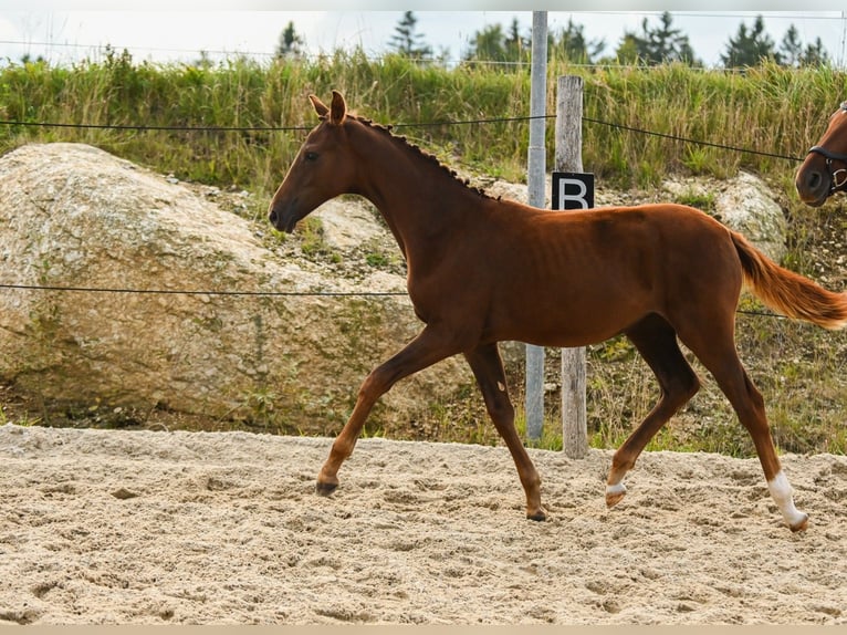 Österreichisches Warmblut Stute Fohlen (03/2025) 172 cm Dunkelfuchs in Kronegg