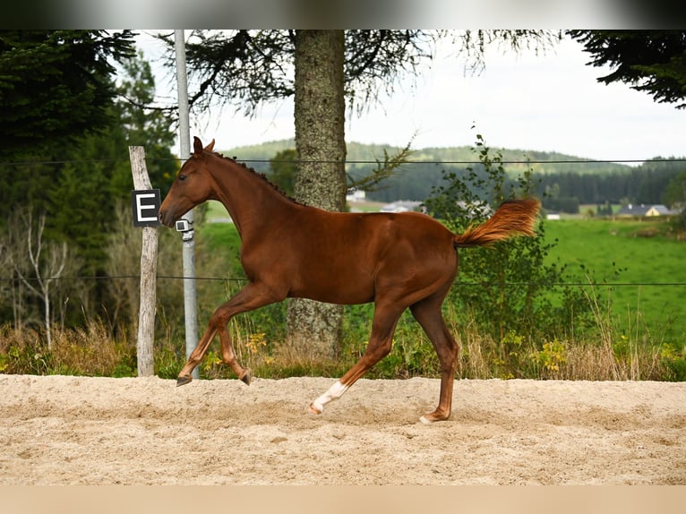 Österreichisches Warmblut Stute Fohlen (03/2025) 172 cm Dunkelfuchs in Kronegg