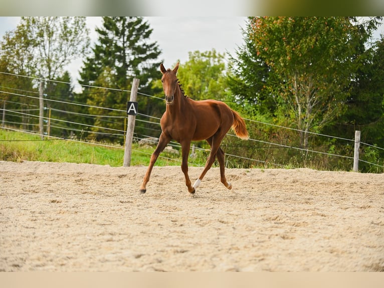 Österreichisches Warmblut Stute Fohlen (03/2025) 172 cm Dunkelfuchs in Kronegg