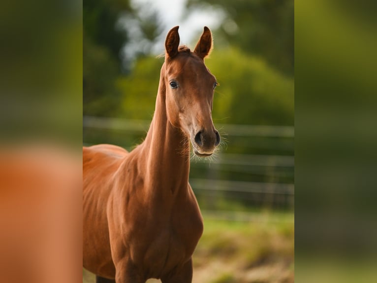Österreichisches Warmblut Stute Fohlen (03/2025) 172 cm Dunkelfuchs in Kronegg