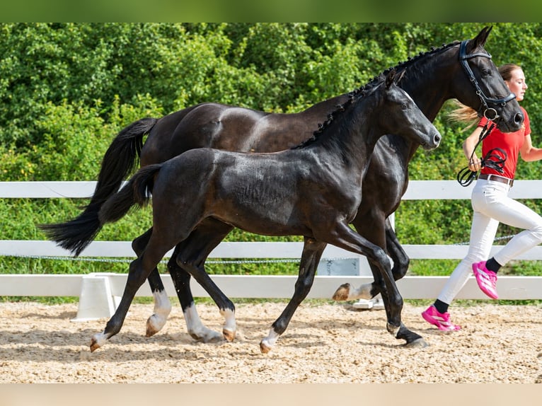 Österreichisches Warmblut Stute Fohlen (03/2026) 172 cm Rappschimmel in Amstetten